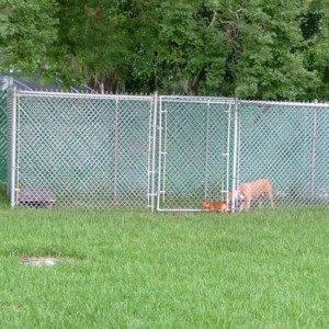 Tampa Chain Link Dog Fences